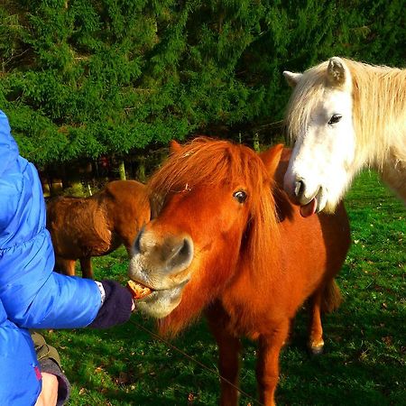 Un Gite Dans La Vallee Obersteinbach Buitenkant foto