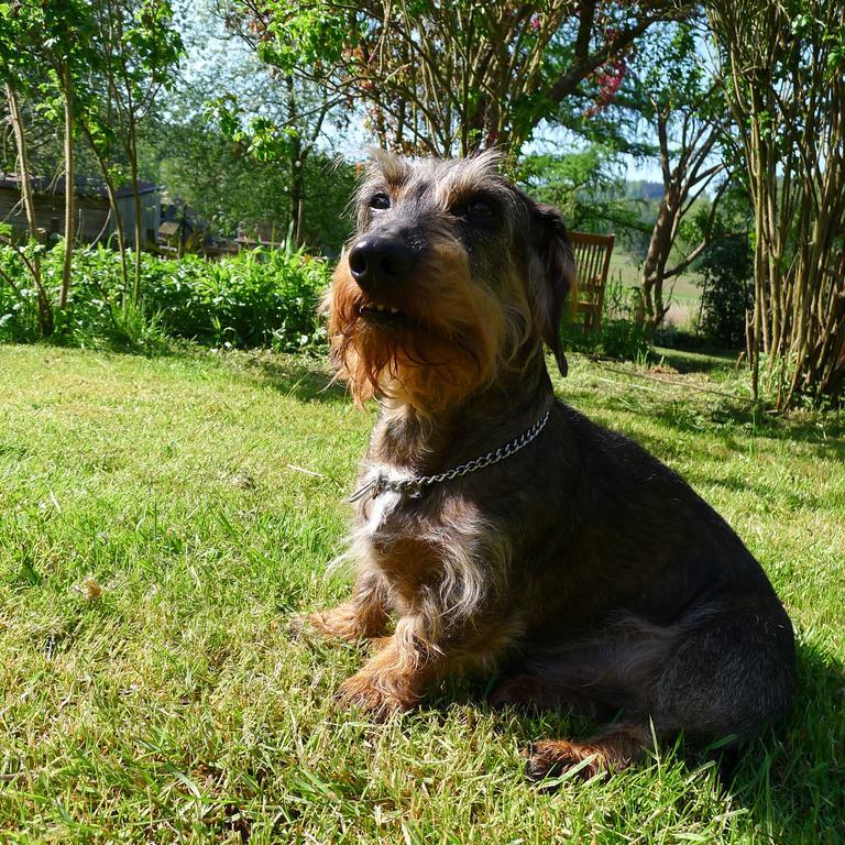 Un Gite Dans La Vallee Obersteinbach Buitenkant foto